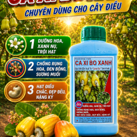CA XI BO XANH-Chuyên Dùng Cho Cây Điều (NGN)