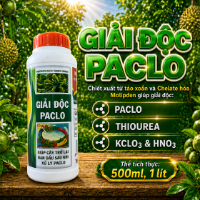 GIẢI ĐỘC PACLO (NGN)
