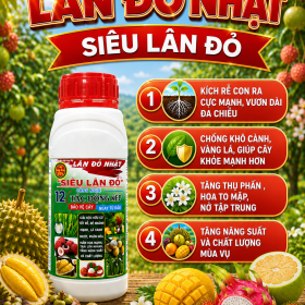 LÂN ĐỎ NHẬT - Siêu Lân Đỏ (NCP)