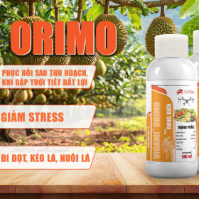 VIGAMI® ORIMO - RONG BIỂN