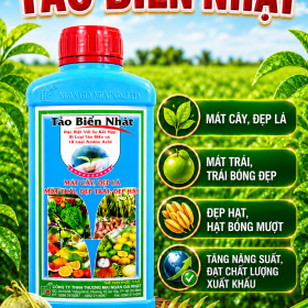 TẢO BIỂN NHẬT CHO CÂY ĂN TRÁI (NGN)