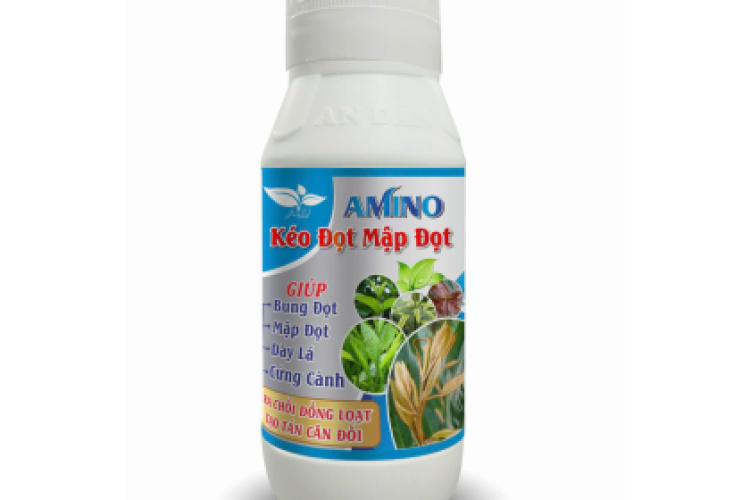 AMINO KÉO ĐỌT MẬP ĐỌT AN DÂN