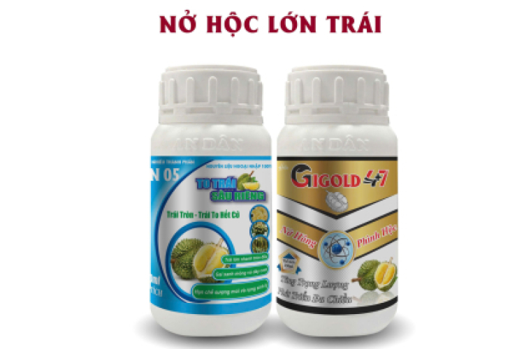 BỘ ĐÔI NỞ HỘC - LỚN TRÁI AN DÂN