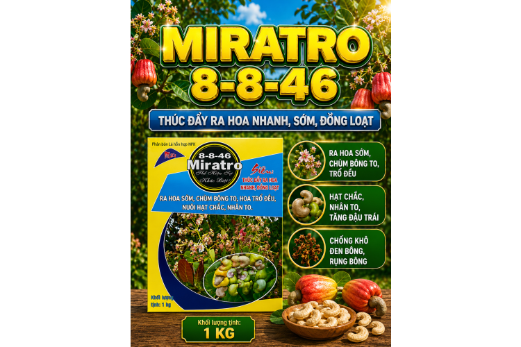 Phân bón MIRATRO 8-8-46 cây Điều 1kg (NGN)