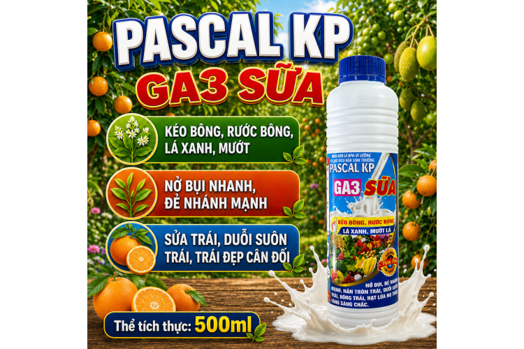 Phân bón lá NPK PASCAL KP-GA3 SỮA (NCP)