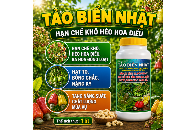 TẢO BIỂN NHẬT Hạn chế khô héo Hoa Điều (NGN)